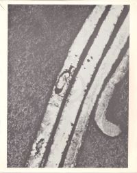 Microphotograph of brass brought up from Borehole #17